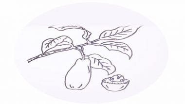 木瓜树简笔画