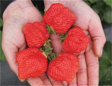 畸形草莓能吃吗 草莓的营养价值