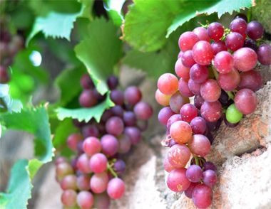 葡萄可以放冰箱么 葡萄怎么保存