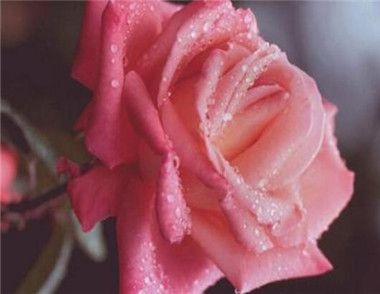 玫瑰花如何浇水 玫瑰花需要什么养殖条件