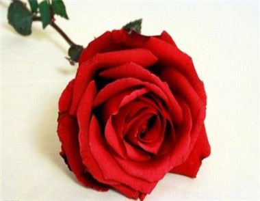 玫瑰花如何保养能存放更久 玫瑰花如何风干