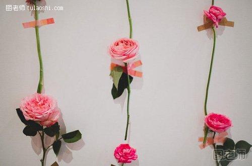 浪漫美丽的玫瑰花墙3