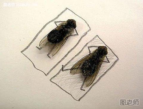 用蛾子和苍蝇作的拼贴画1