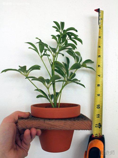 测量要摆放的植物高度