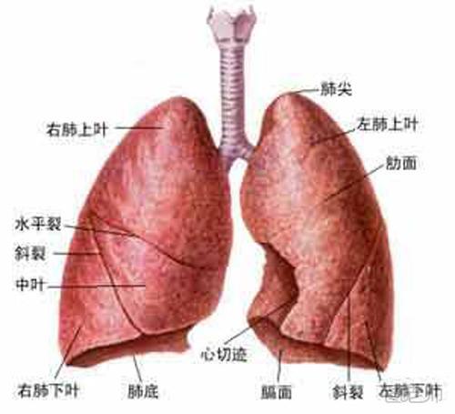 肺部小结节是什么