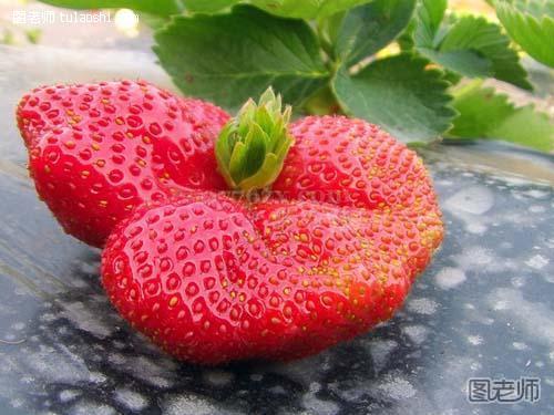 不食畸形草莓