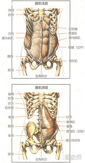 腹肌解剖图
