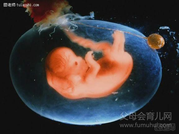 胎儿发育过程图：第三个月
