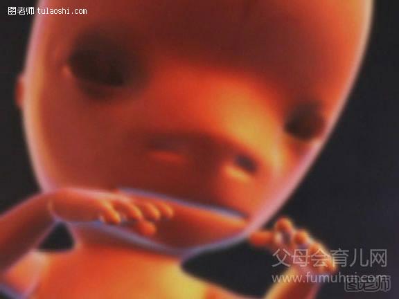 胎儿发育过程图：第四个月