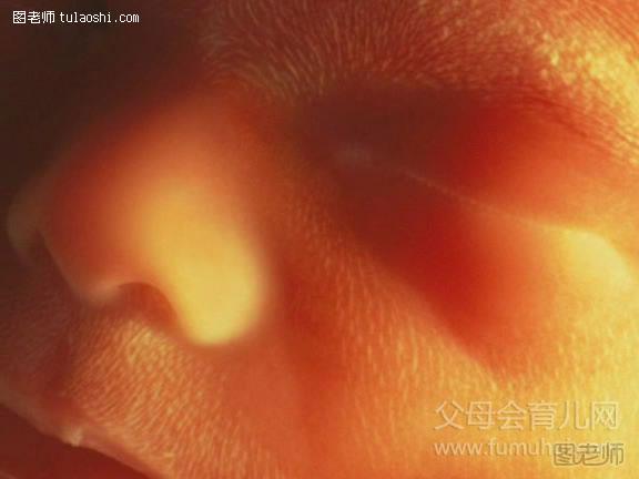 胎儿发育过程图：第七个月