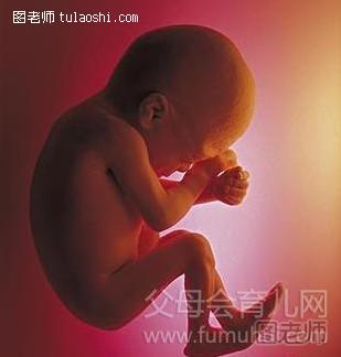 胎儿发育过程图：第十个月