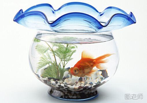 鱼缸的摆放方位-鱼缸与家居运势的关系