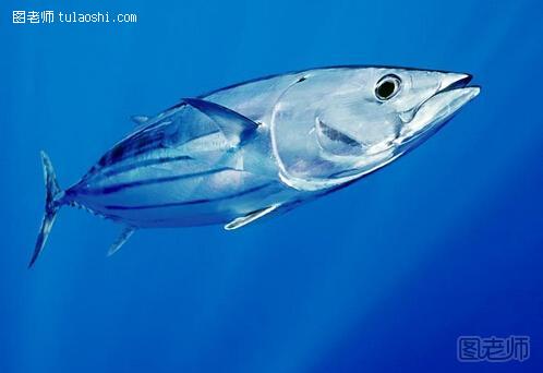 金枪鱼的适用人群-金枪鱼的营养价值与功效