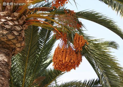 椰枣的功效-食用椰枣的注意事项-椰枣树