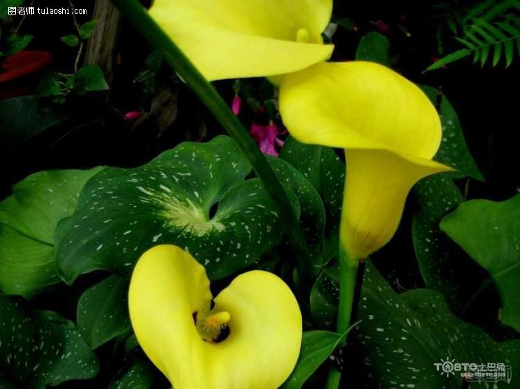 各种颜色马蹄莲的花语是什么 马蹄莲图片