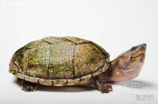 麝香龟能长多大