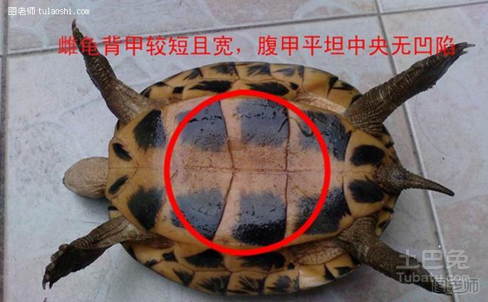 中华草龟怎么分公母