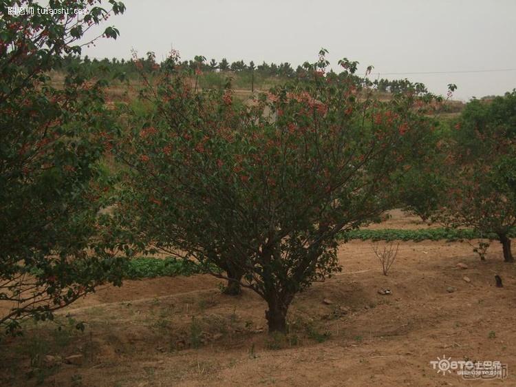 樱桃树种植技术 樱桃树种植注意事项