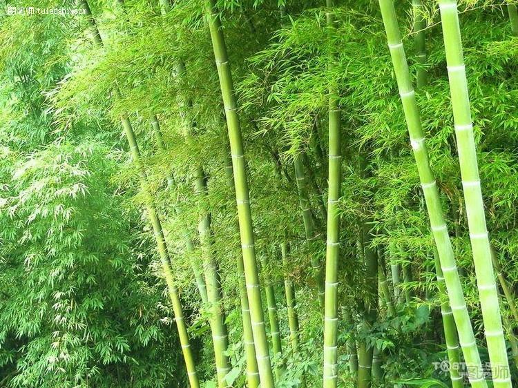竹子的象征意义是什么 细数五大意义