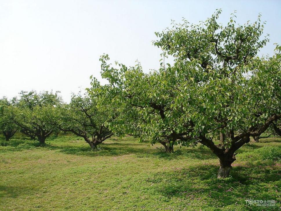 樱桃树几年结果 樱桃树的管理