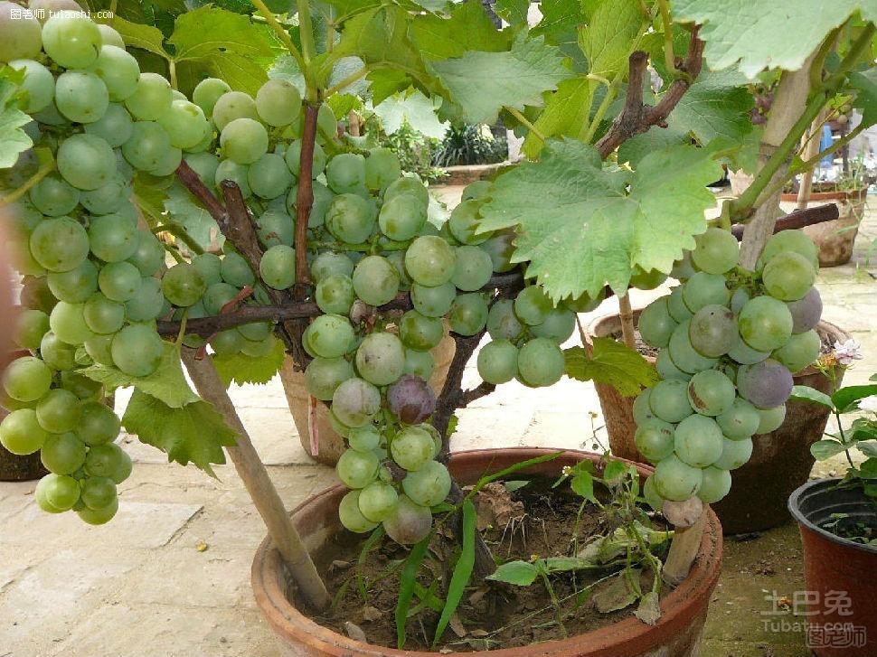 盆栽葡萄品种