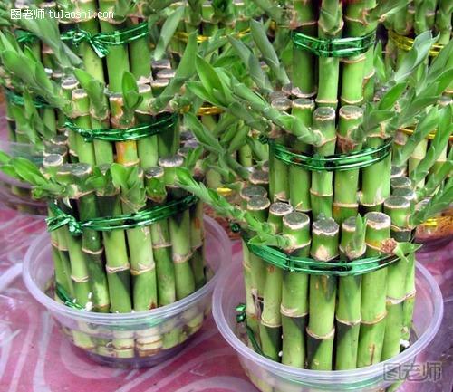 富贵竹的养殖方法，富贵竹水养 土养都不怕