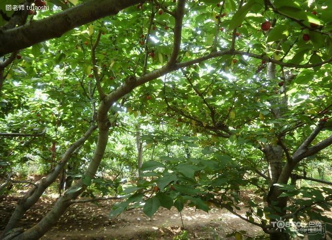 樱桃树种植技术 樱桃树种植注意事项