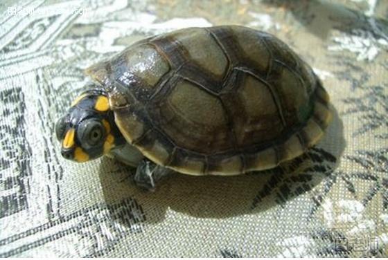 黄头侧颈龟寿命