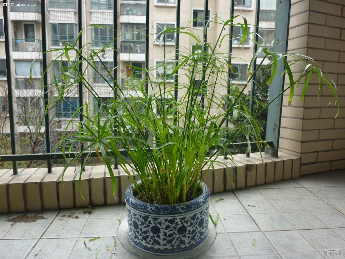 水竹的养殖方法和注意事项 水竹怎么养的窍门集锦