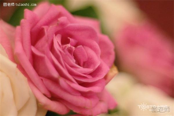 19朵玫瑰花的花语是什么 不同花色19朵玫瑰的花语