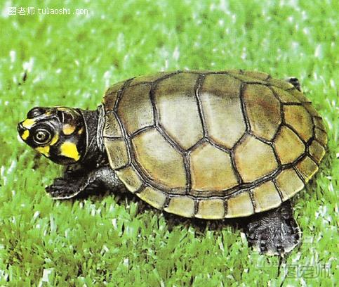 黄头侧颈龟寿命