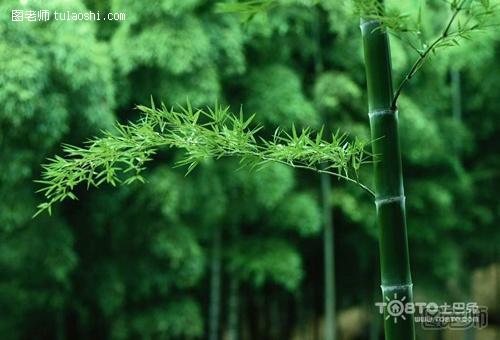 竹子的种类 竹子的养殖和风水