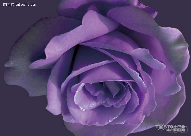 紫玫瑰花语