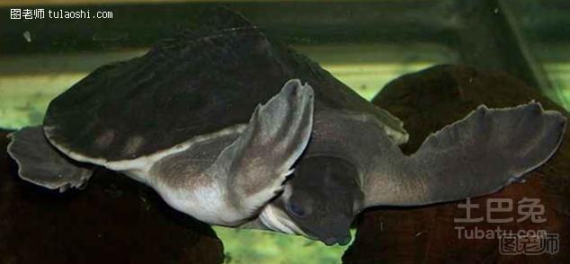 猪鼻龟不吃食