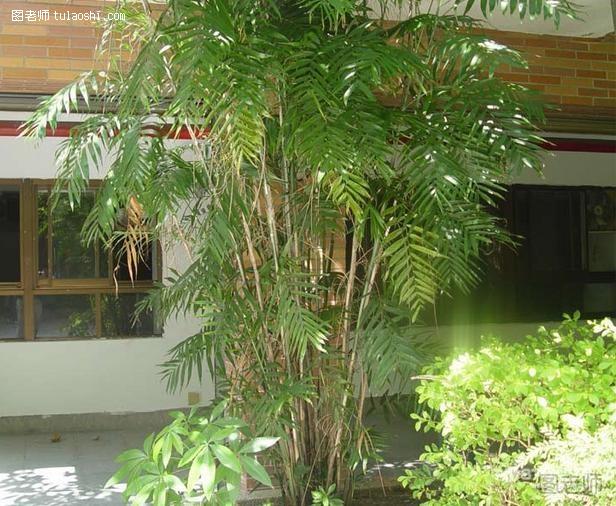 袖珍椰子树