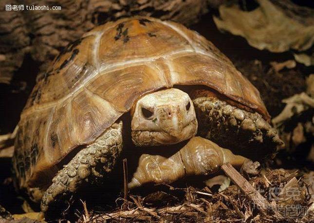 缅甸陆龟寿命