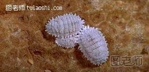 介壳虫的防治方法 如何有效防止介壳虫