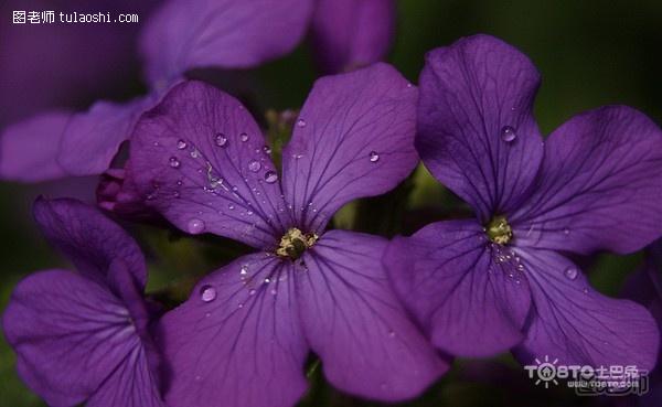 紫罗兰怎么养 紫罗兰的养殖方法必备六招