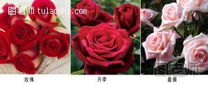 玫瑰花和月季花的区别 怎样区别玫瑰花和月季花