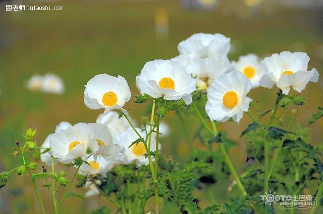 罂粟花的花语是什么 让你更了解罂粟花