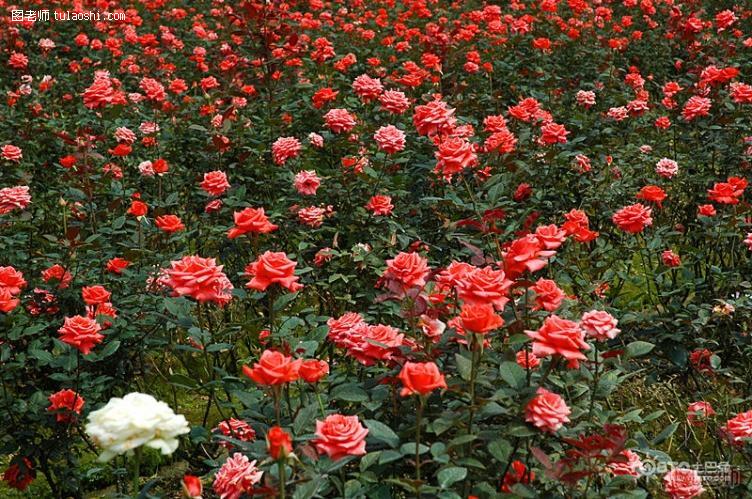 不同颜色的玫瑰花的花语分别代表什么