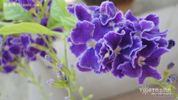 如何繁殖紫罗兰 园丁支招三种方法