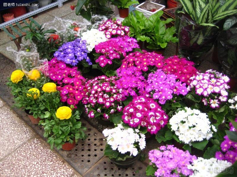玉泉营花卉市场营业时间与电话地址 玉泉营花卉市场怎么样?