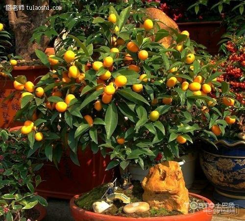 金橘的养殖方法 七大技巧教你正确养殖金橘