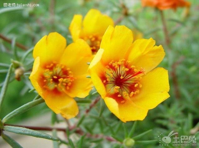 太阳花的种植 五大注意教你怎么养殖太阳花