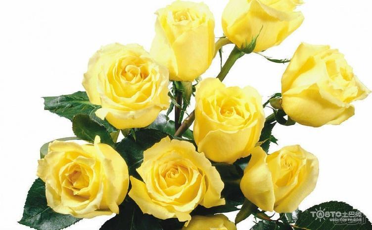 黄玫瑰的花语是什么 黄玫瑰代表什么