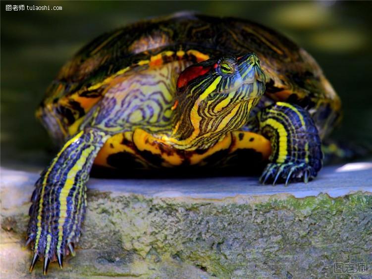 巴西龟怎么养 亲身体会 现身讲说