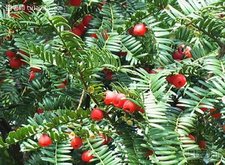 红豆杉的养殖方法 红豆杉有哪些作用