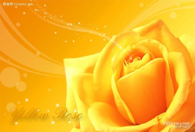黄玫瑰的花语是什么 黄玫瑰代表什么