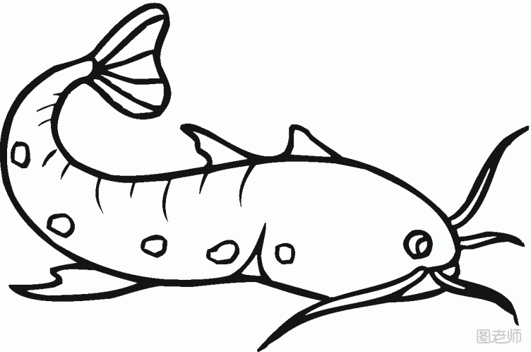 常见观赏鱼鲶鱼种类 鲶鱼养殖注意事项